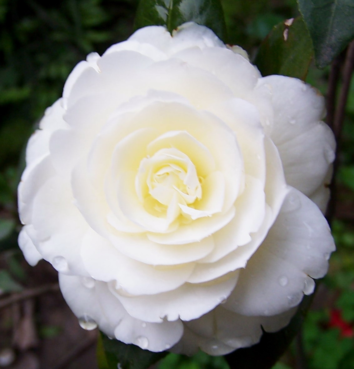 :: الكاميـــــليـــــا :: White-camellia-flower-8